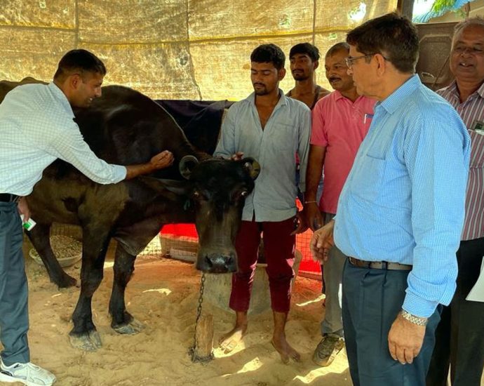 KOTPUTLI-BEHROR: खुरपका-मुंहपका टीकाकरण का तीसरा चरण शुरु, पहले दिन 600 पशुओं को लगाए टीके