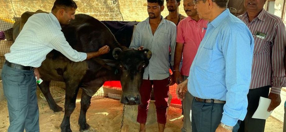 KOTPUTLI-BEHROR: खुरपका-मुंहपका टीकाकरण का तीसरा चरण शुरु, पहले दिन 600 पशुओं को लगाए टीके