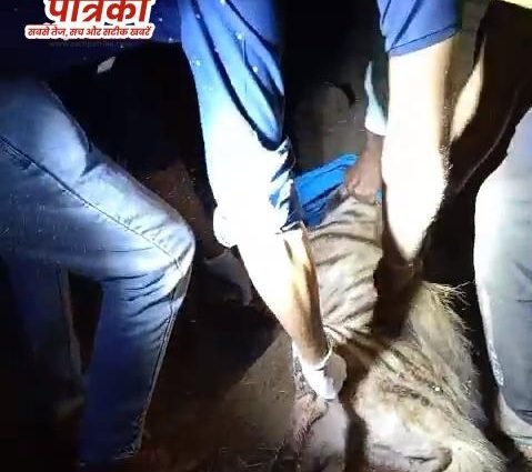 कोटपूतली: मोरदा गांव में फैली दहशत, खेत में बने घर में घुसा जरख कोटपूतली: मोरदा गांव में फैली दहशत, खेत में बने घर में घुसा जरख