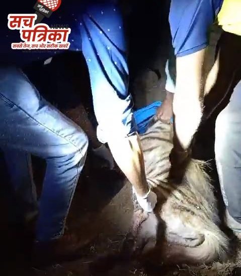 कोटपूतली: मोरदा गांव में फैली दहशत, खेत में बने घर में घुसा जरख कोटपूतली: मोरदा गांव में फैली दहशत, खेत में बने घर में घुसा जरख