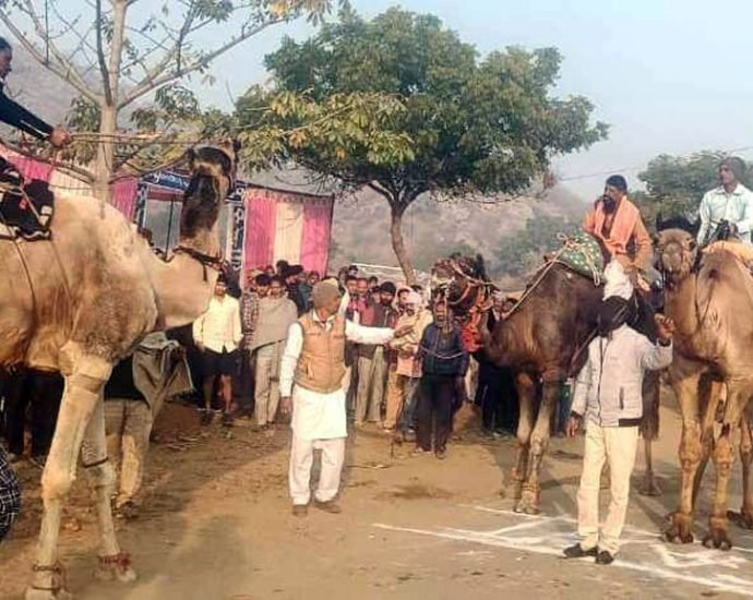 KOTPUTLI-BEHROR: ऊंटों ने लगाई दौड़, देखने के उमड़ पड़े ग्रामीण, बनेठी गांव में हुई ऊंट दौड़ प्रतियोगिता KOTPUTLI-BEHROR: ऊंटों ने लगाई दौड़, देखने के उमड़ पड़े ग्रामीण, बनेठी गांव में हुई ऊंट दौड़ प्रतियोगिता