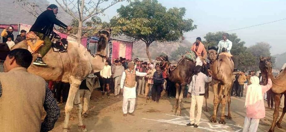 KOTPUTLI-BEHROR: ऊंटों ने लगाई दौड़, देखने के उमड़ पड़े ग्रामीण, बनेठी गांव में हुई ऊंट दौड़ प्रतियोगिता KOTPUTLI-BEHROR: ऊंटों ने लगाई दौड़, देखने के उमड़ पड़े ग्रामीण, बनेठी गांव में हुई ऊंट दौड़ प्रतियोगिता