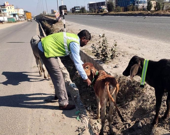 KOTPUTLI-BEHROR: सडक़ सुरक्षा माह: बेसहारा पशुओं के गले में बांधे रेडियम के पट्टे KOTPUTLI-BEHROR: सडक़ सुरक्षा माह: बेसहारा पशुओं के गले में बांधे रेडियम के पट्टे