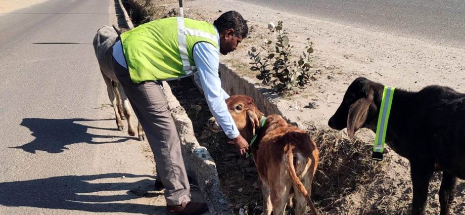 KOTPUTLI-BEHROR: सडक़ सुरक्षा माह: बेसहारा पशुओं के गले में बांधे रेडियम के पट्टे