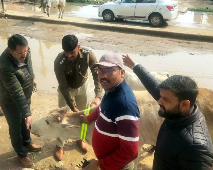 KOTPUTLI-BEHROR: कोटपूतली में पशुओं के गले में बांध रहे रेडियम बेल्ट KOTPUTLI-BEHROR: कोटपूतली में पशुओं के गले में बांध रहे रेडियम बेल्ट