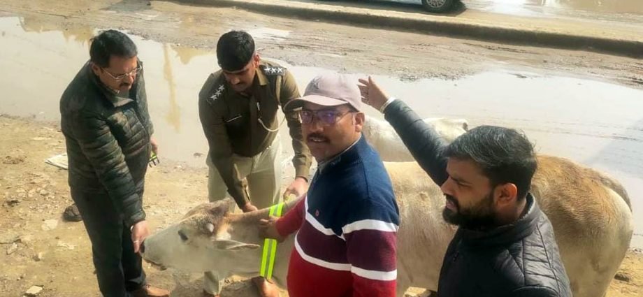 KOTPUTLI-BEHROR: कोटपूतली में पशुओं के गले में बांध रहे रेडियम बेल्ट KOTPUTLI-BEHROR: कोटपूतली में पशुओं के गले में बांध रहे रेडियम बेल्ट