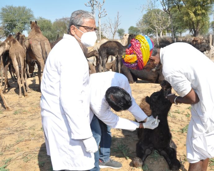 JAIPUR: राज्य सरकार के एक वर्ष पूरा होने के उपलक्ष्य में राज्य में आयोजित किए गए उष्ट्र रोग निदान एवं उपचार शिविर- 34 जिलों में लगे 129 शिविर JAIPUR: राज्य सरकार के एक वर्ष पूरा होने के उपलक्ष्य में राज्य में आयोजित किए गए उष्ट्र रोग निदान एवं उपचार शिविर- 34 जिलों में लगे 129 शिविर