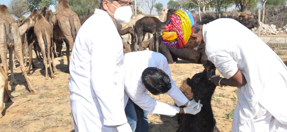 JAIPUR: राज्य सरकार के एक वर्ष पूरा होने के उपलक्ष्य में राज्य में आयोजित किए गए उष्ट्र रोग निदान एवं उपचार शिविर- 34 जिलों में लगे 129 शिविर