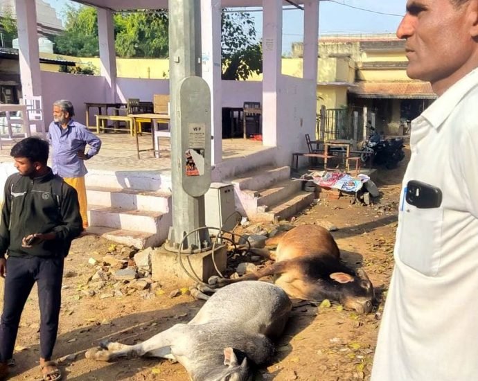 KOTPUTLI-BEHROR: बेपरवाह जिम्मेदार: करंट से दो सांडों की मौत KOTPUTLI-BEHROR: बेपरवाह जिम्मेदार: करंट से दो सांडों की मौत