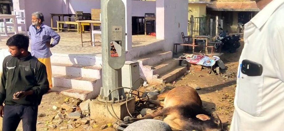 KOTPUTLI-BEHROR: बेपरवाह जिम्मेदार: करंट से दो सांडों की मौत KOTPUTLI-BEHROR: बेपरवाह जिम्मेदार: करंट से दो सांडों की मौत