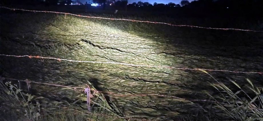 KOTPUTLI-BEHROR: मौसम की मार, किसानों की चिंता बढ़ी KOTPUTLI-BEHROR: मौसम की मार, किसानों की चिंता बढ़ी