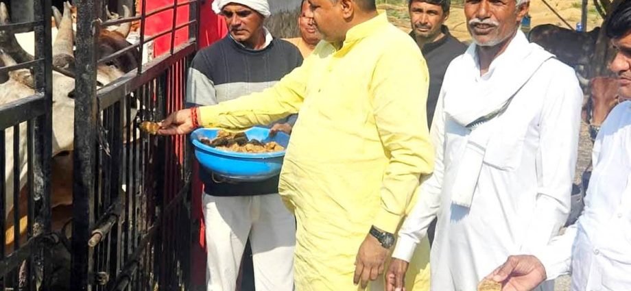 KOTPUTLI-BEHROR: राष्ट्रीय मंत्री के जन्मदिन पर की गौसेवा KOTPUTLI-BEHROR: राष्ट्रीय मंत्री के जन्मदिन पर की गौसेवा