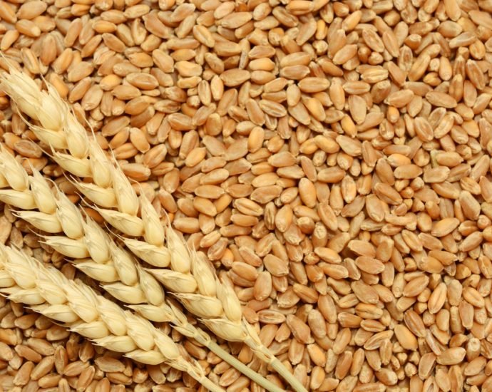 KOTPUTLI-BEHROR: किसानों के लिए खुशखबरी: समर्थन मूल्य पर गेहूं खरीद शुरू KOTPUTLI-BEHROR: किसानों के लिए खुशखबरी: समर्थन मूल्य पर गेहूं खरीद शुरू