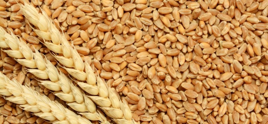 KOTPUTLI-BEHROR: किसानों के लिए खुशखबरी: समर्थन मूल्य पर गेहूं खरीद शुरू KOTPUTLI-BEHROR: किसानों के लिए खुशखबरी: समर्थन मूल्य पर गेहूं खरीद शुरू