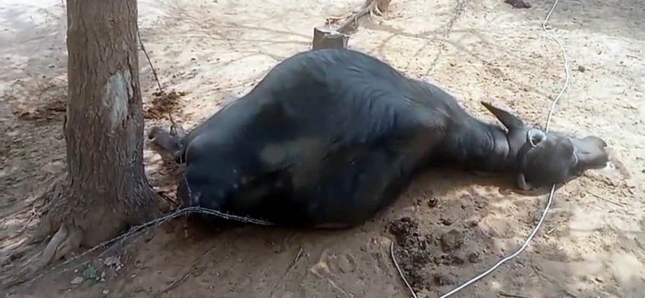 KOTPUTLI-BEHROR: सामने आई विद्युत निगम की लापरवाही, दो भैंस की मौत KOTPUTLI-BEHROR: सामने आई विद्युत निगम की लापरवाही, दो भैंस की मौत