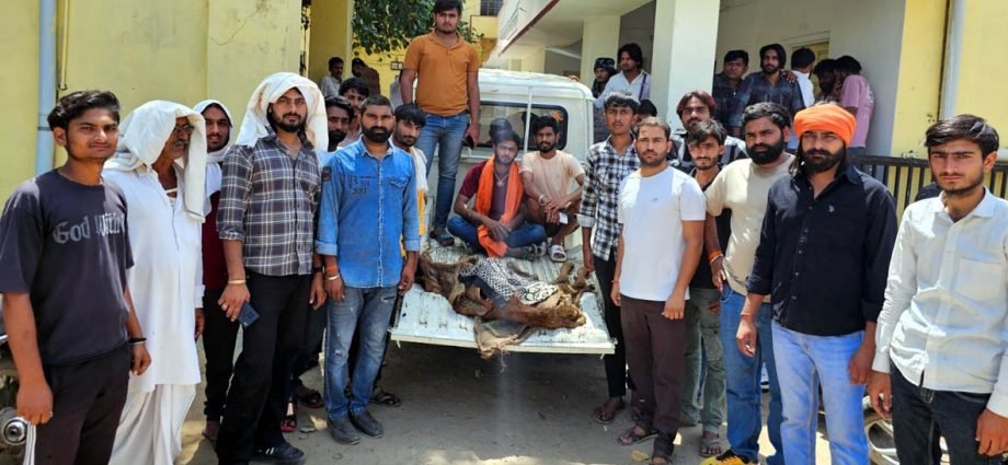 KOTPUTLI-BEHROR: गौशाला में अव्यवस्थाओं के खिलाफ उठाई आवाज KOTPUTLI-BEHROR: गौशाला में अव्यवस्थाओं के खिलाफ उठाई आवाज