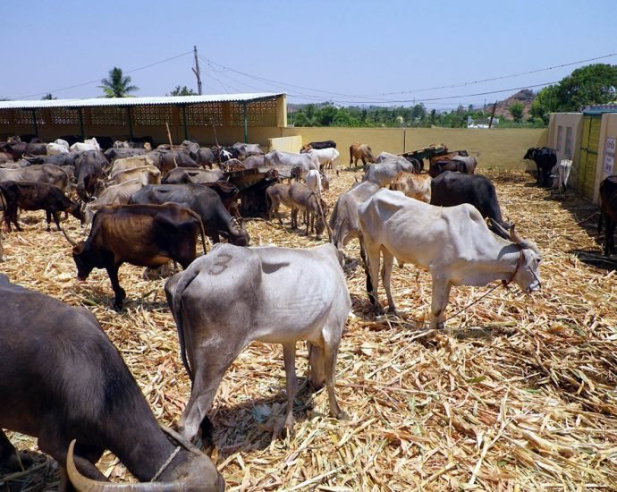 KOTPUTLI-BEHROR: गर्मी में अपने पशुओं को हीट स्ट्रोक से बचाएं KOTPUTLI-BEHROR: गर्मी में अपने पशुओं को हीट स्ट्रोक से बचाएं