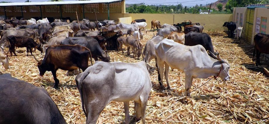 KOTPUTLI-BEHROR: गर्मी में अपने पशुओं को हीट स्ट्रोक से बचाएं KOTPUTLI-BEHROR: गर्मी में अपने पशुओं को हीट स्ट्रोक से बचाएं